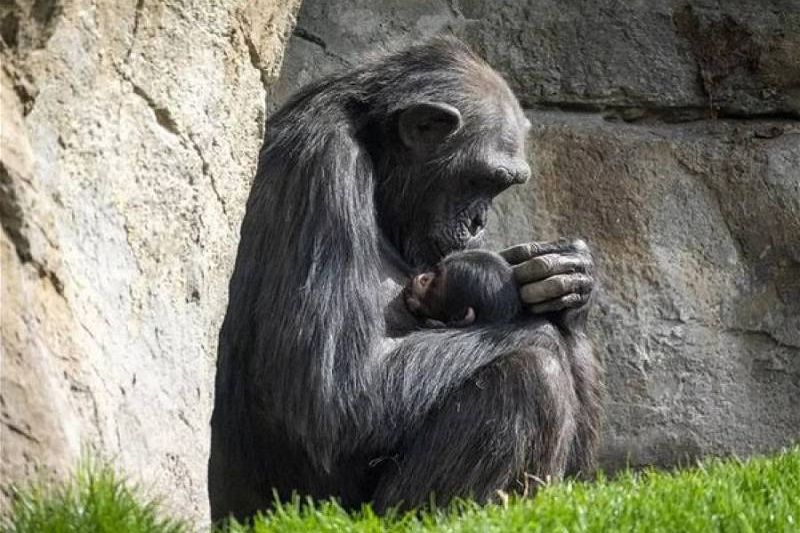 黑猩猩出生2周骤逝　猩猩妈紧抱冰冷尸身3个月