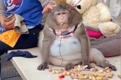曼谷「世界最肥猕猴」6岁短命亡　游客整天喂垃圾食物！飙肥19公斤胖死